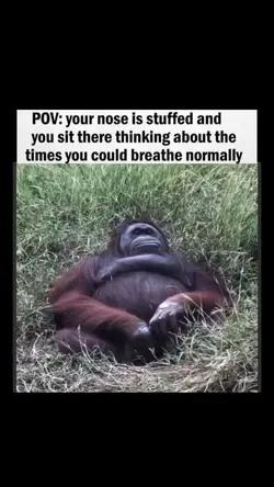Funny meme video 