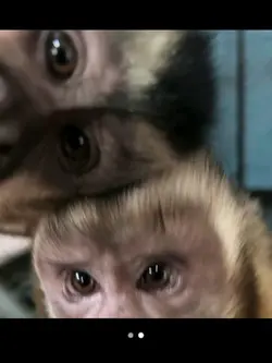 monyet selfie