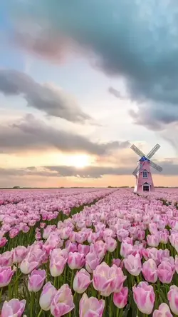 Netherlands Vibes
