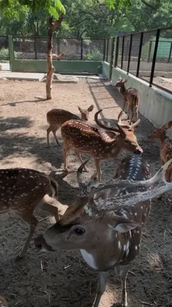 travel zoo