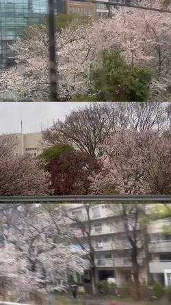 cherry blossoms