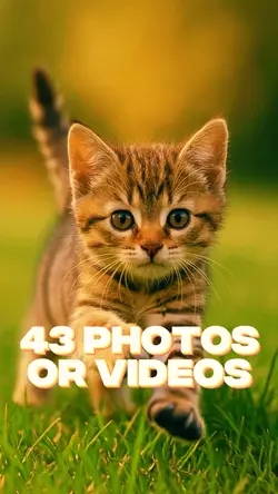 43 Video Slides