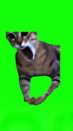 Cat Laughing Hard 