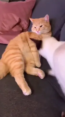 Cat romantis