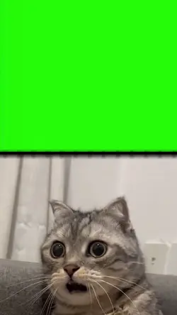 mentahan kucing