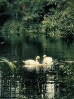 Dreamy filter