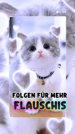 Zum knutschen Katzen