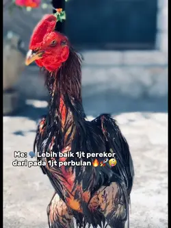 cinematik ayam