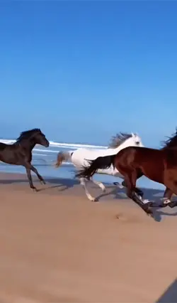 #horse#slomo#edit