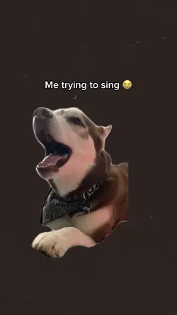 Singing dog meme 🤣