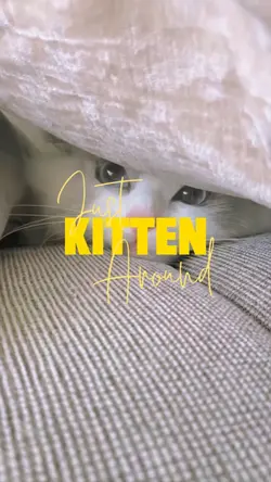 Just kitten around