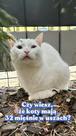 Koty zabawne