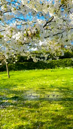 Blossoms🌸🌷