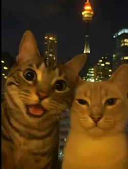 Cute cats :3 