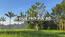 Đi giữa trời rực rỡ
