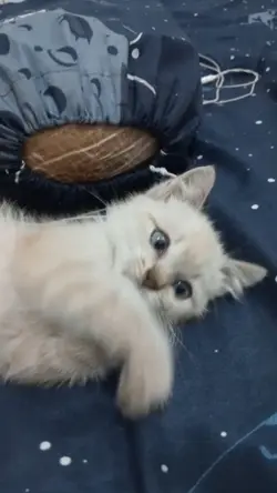 Babu kucing 