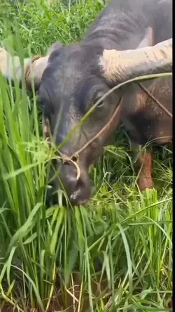 Lucu sapi lagi makan