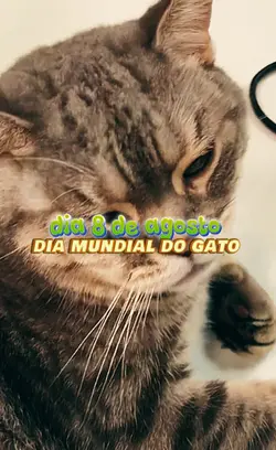 Dia do Gato