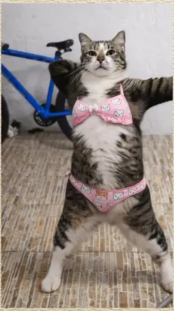 dancing cat