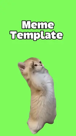 Soldier cat 