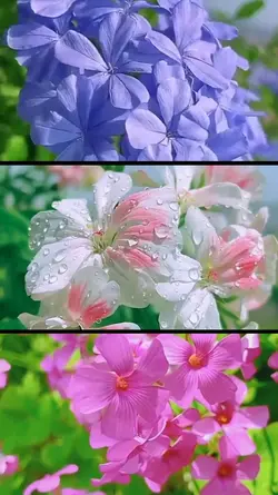 beautiful of spring