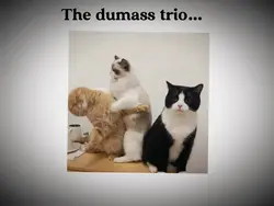 The Dumbass Trio