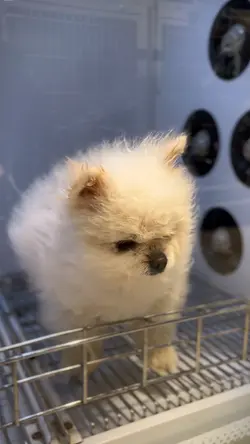 Grooming