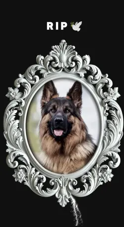 RIP DOG