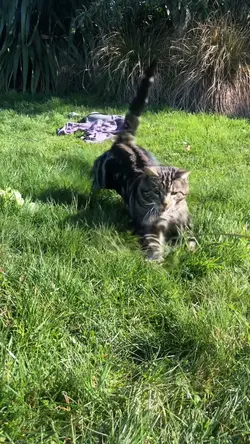 Slowmo 🐈😽