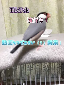 トレンド編集で、エモい（？）編集！