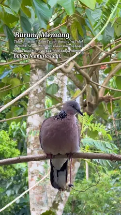 burung 