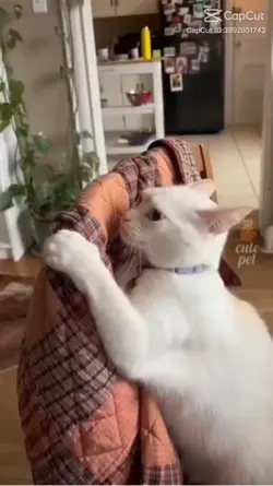 Cat memes 