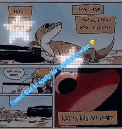 Leopard gecko 