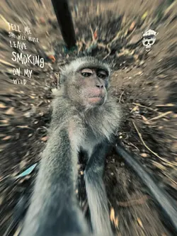 Mood trend 0.5 efek