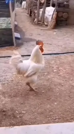 ayam ajaib 