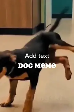 Dog meme