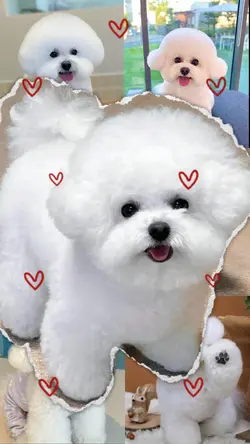 Cute Dog