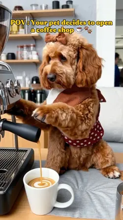 barista dog
