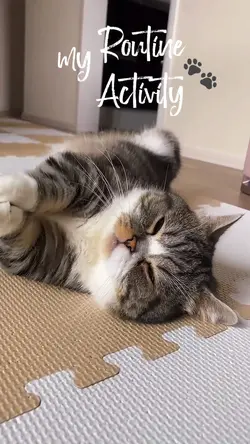 Sleeping cat