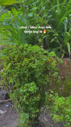 Kerja lagi le