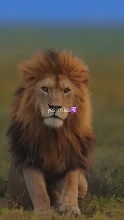 Yes i'm Leo♌️