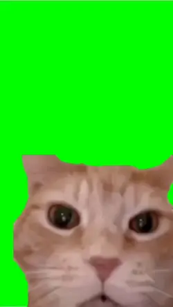 kucing ngakak