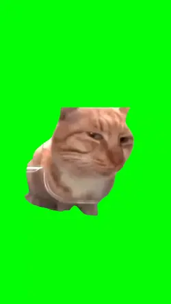 SUSPICIOUS CAT