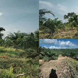 petani sawit muda 
