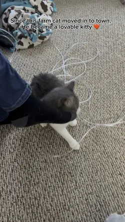 Farm cat