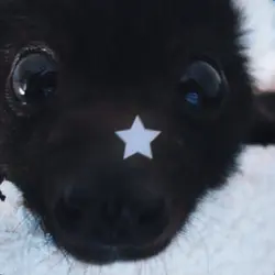 bat <3