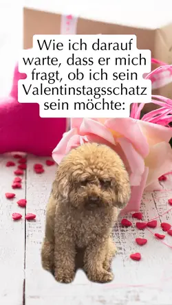 Sitzender Hund Meme