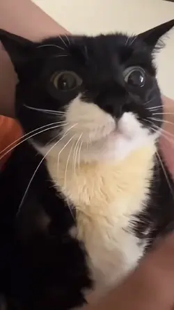 Katzen