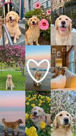 I love you so - Pet