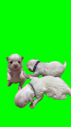 THREE DOGS DANCING